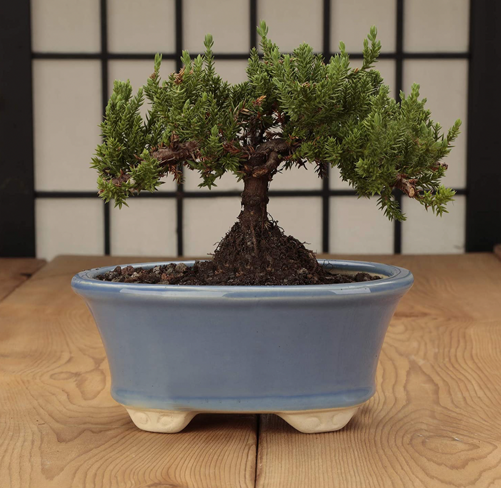 Glazed Ceramic Bonsai Pot | Light Blue